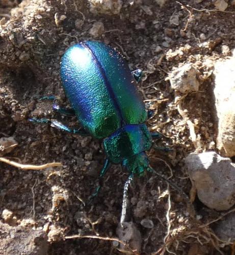 Réf. 278 195 : Oreina cacaliae